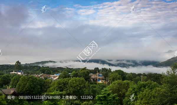 景迈山,普洱茶