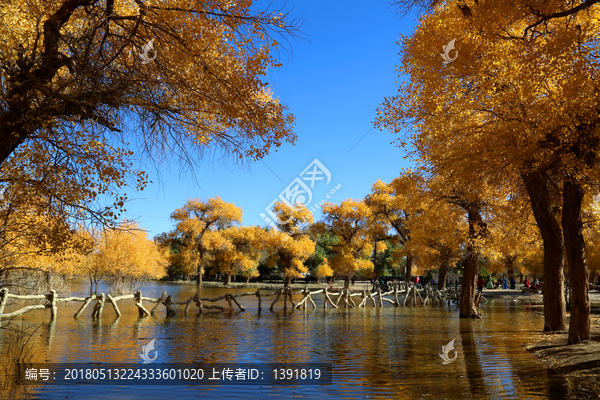 额济纳旗,胡杨林景区,二道桥