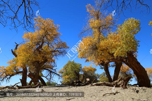 额济纳旗,胡杨林景区,四道桥