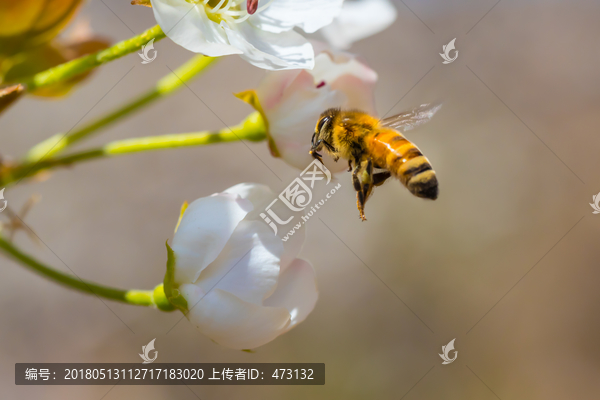 梨花与蜜蜂