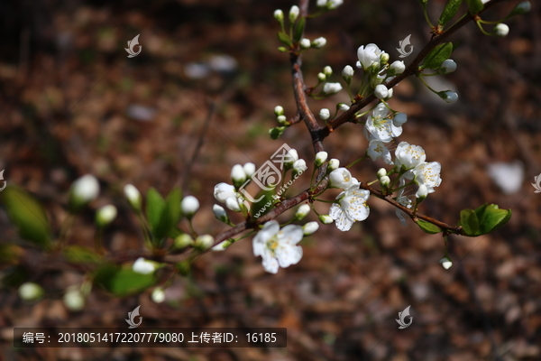 点缀