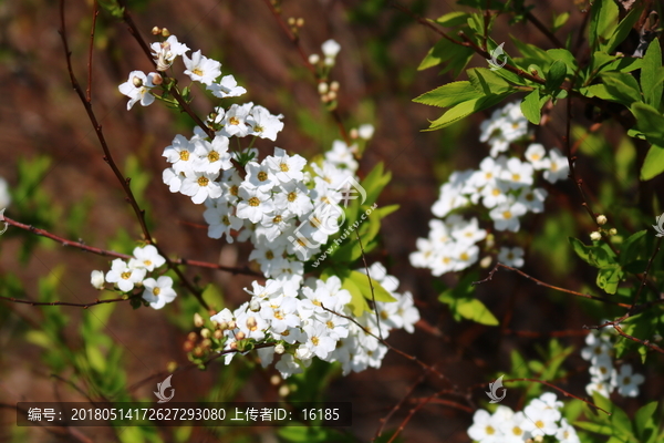 春暖花开