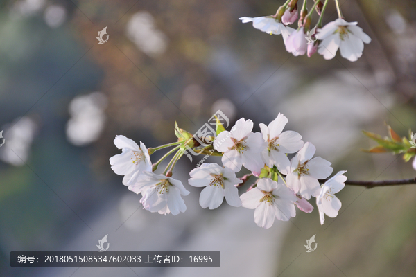 樱花,白色樱花