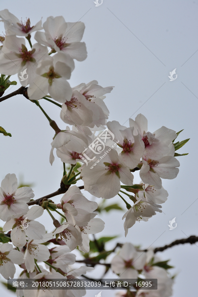 白色樱花,樱花树