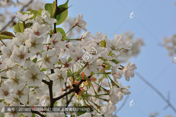 白色樱花,樱花树