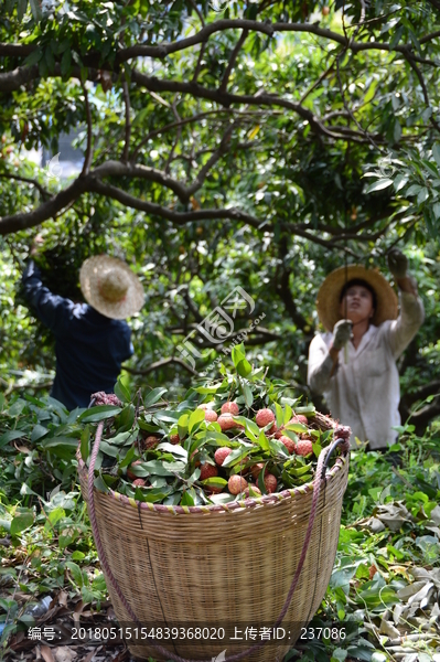 采摘荔枝