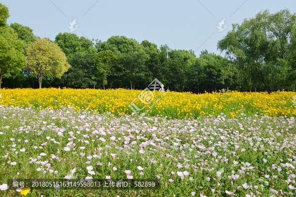 红白花田