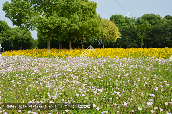 花田美景