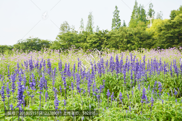 鼠尾草花田