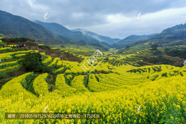 篁岭油菜花田