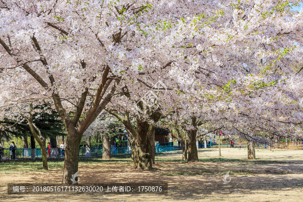 樱花烂漫