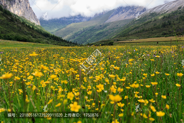 高山花海