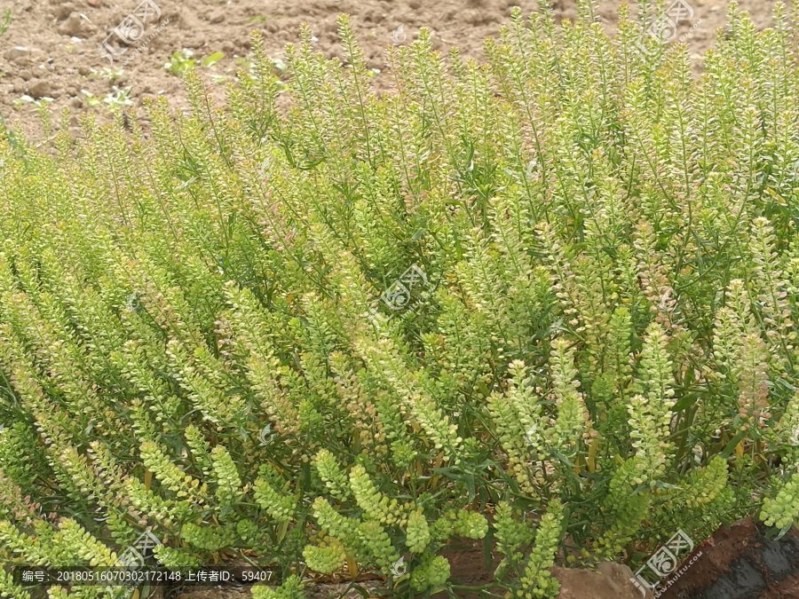 碱蓬草,红海滩的草