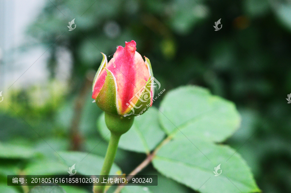 月季花花蕾