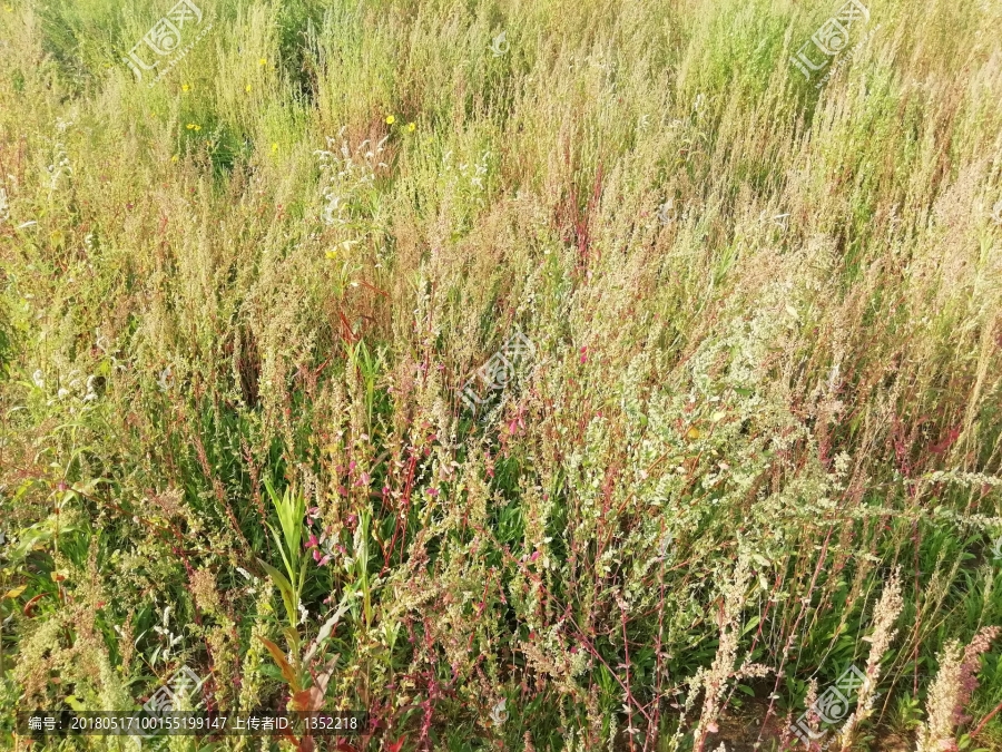 绿植墙,花草地