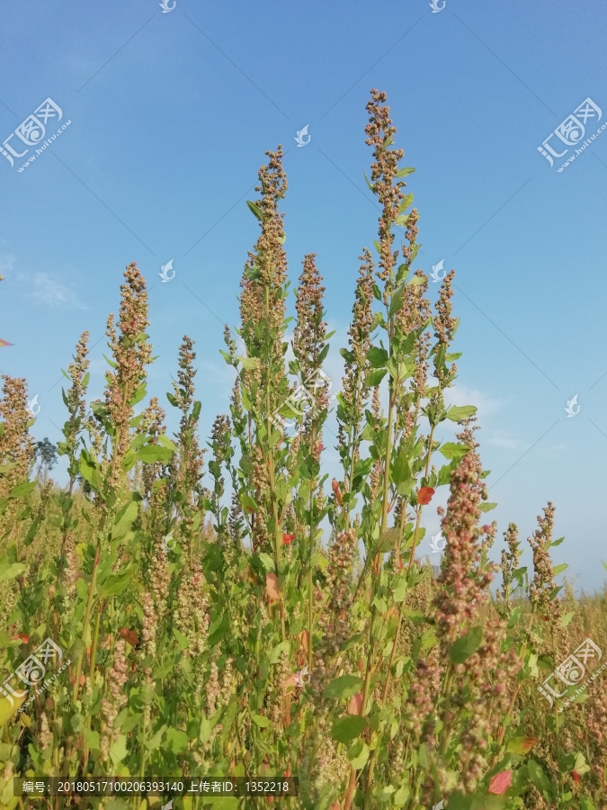 蓝天背景,花草