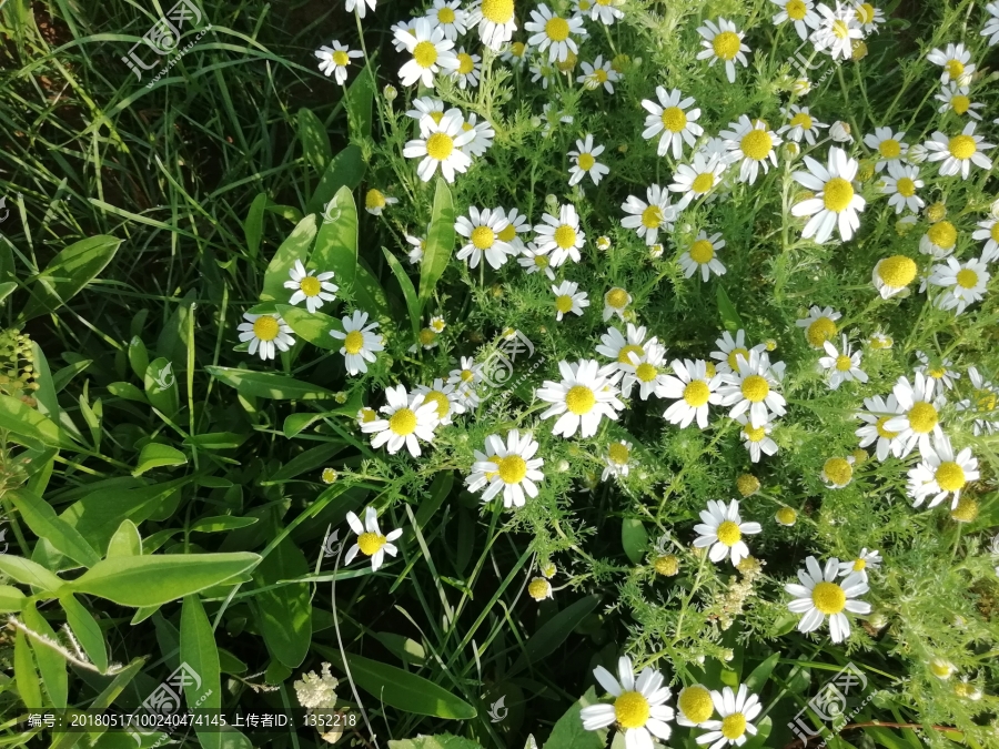 菊花,绿植墙