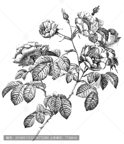復(fù)古薔薇手繪