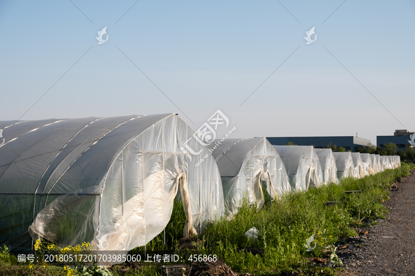 蔬菜大棚
