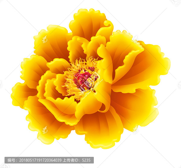 金黃牡丹花
