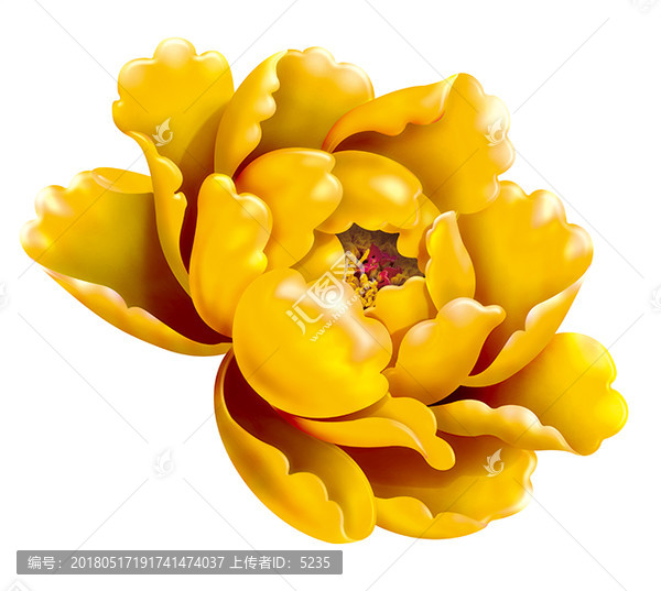 牡丹花