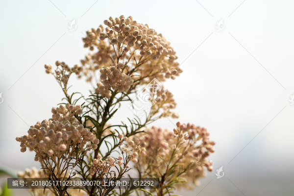 米花,鲜花,花素材