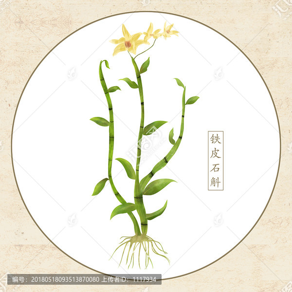 手繪鐵皮石斛中藥草