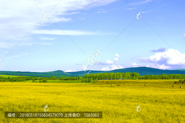 东北油菜花,草原油菜花