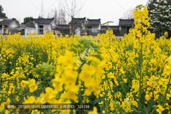 油菜花