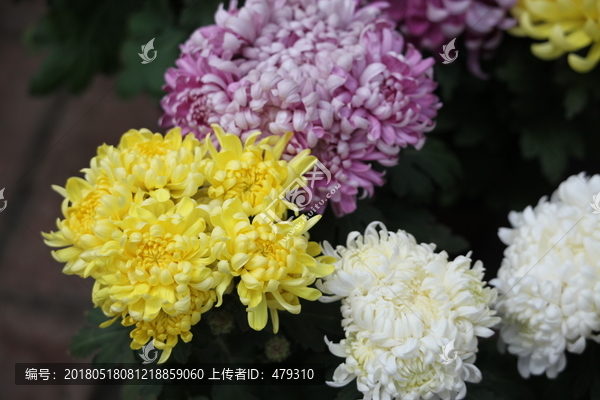 菊,菊花,花