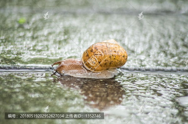 雨中的蜗牛