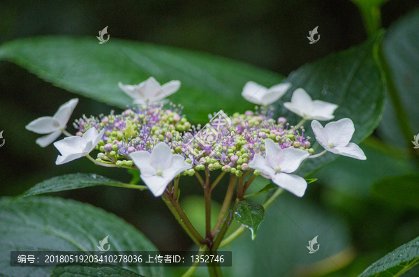 绣球花