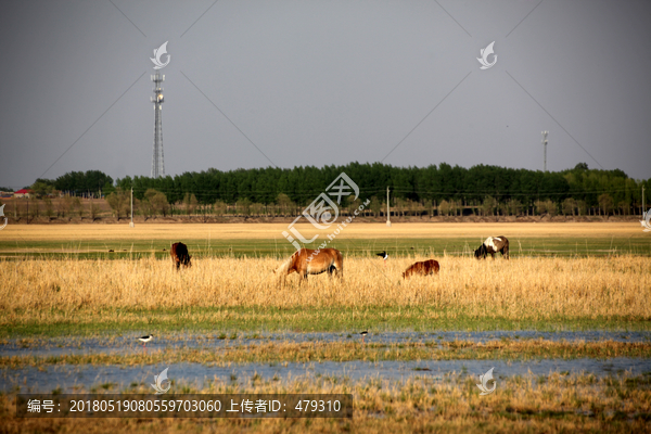 马,动物,草原,放牧,鬃毛