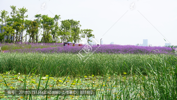 薰衣草花海景观