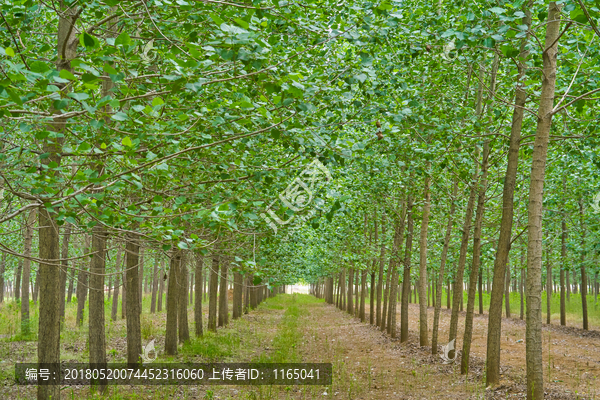 杨树林,高清大画幅