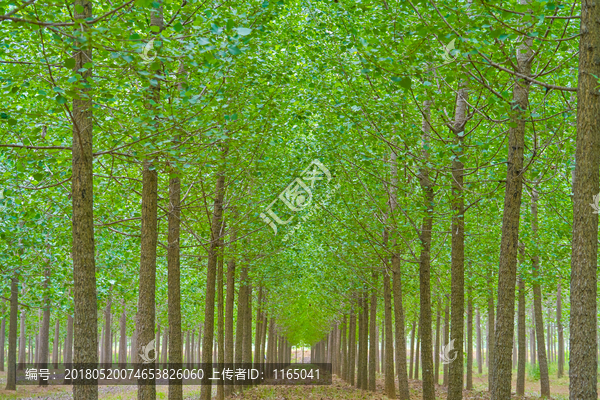 杨树林,高清大画幅