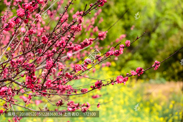 桃花