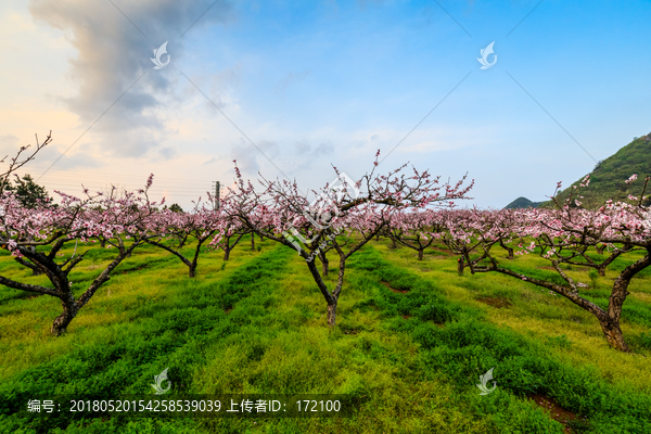 桃花