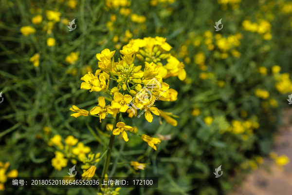 油菜花