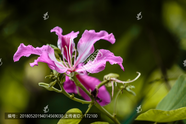 紫荆花