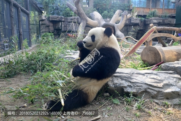 靠在石头上吃竹子的大熊猫