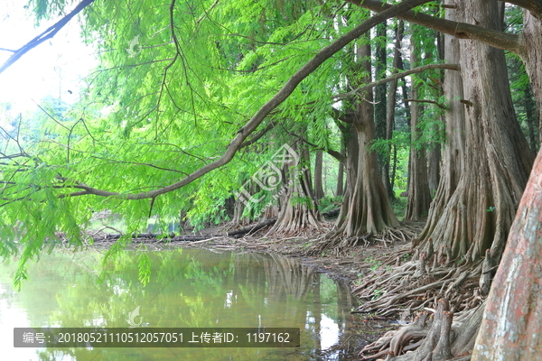 水杉