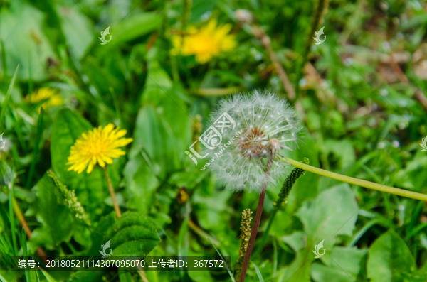 蒲公英,蒲公英种子,黄花地丁