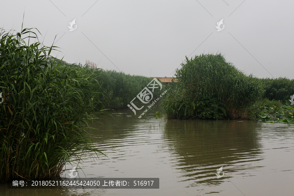 湿地,江南湿地,江南水乡,绿色