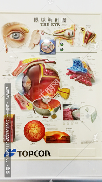 眼球解刨图