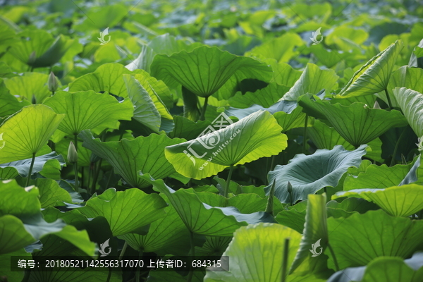 荷叶,绿色,田田的叶子