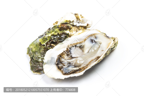 生蠔,牡蠣