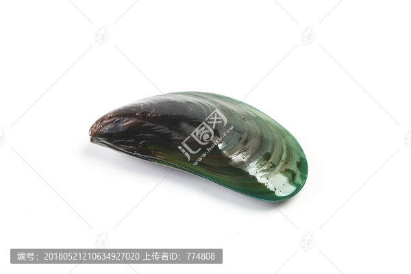 貽貝,青口貝