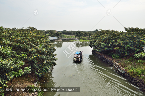 江南水乡,枇杷园