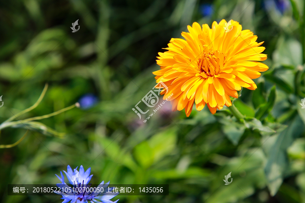 菊花,金光菊,重瓣金光菊